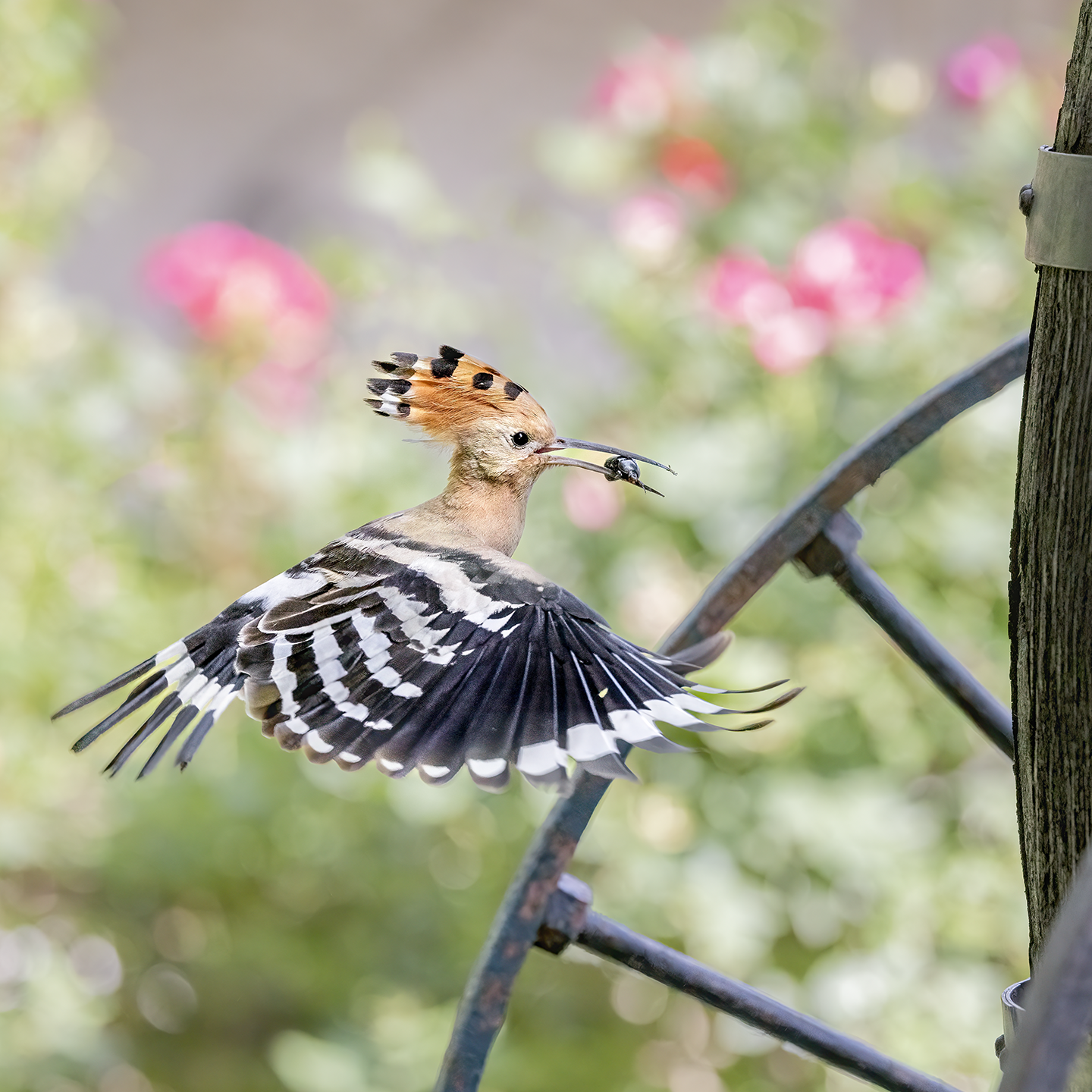 hoopoe