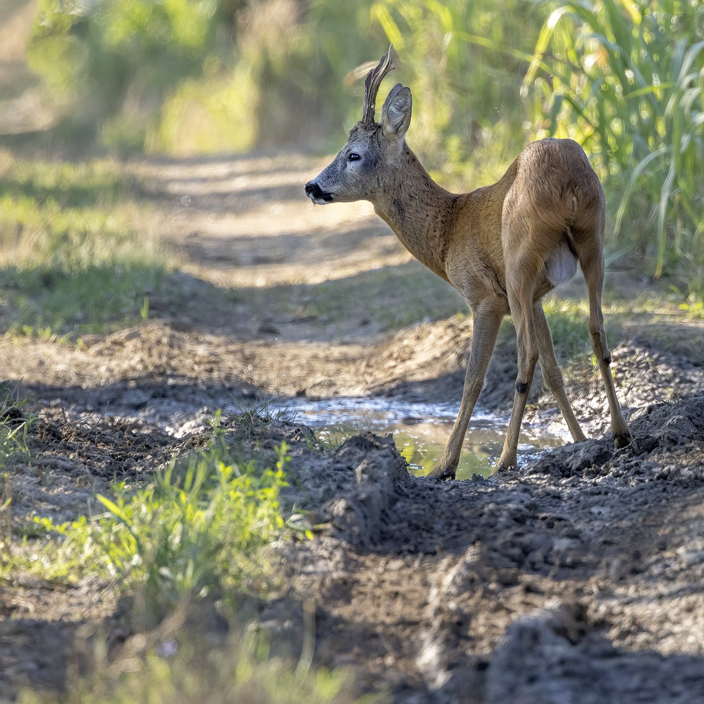 deer