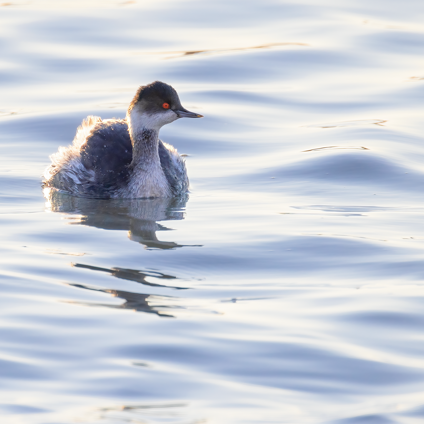 water bird