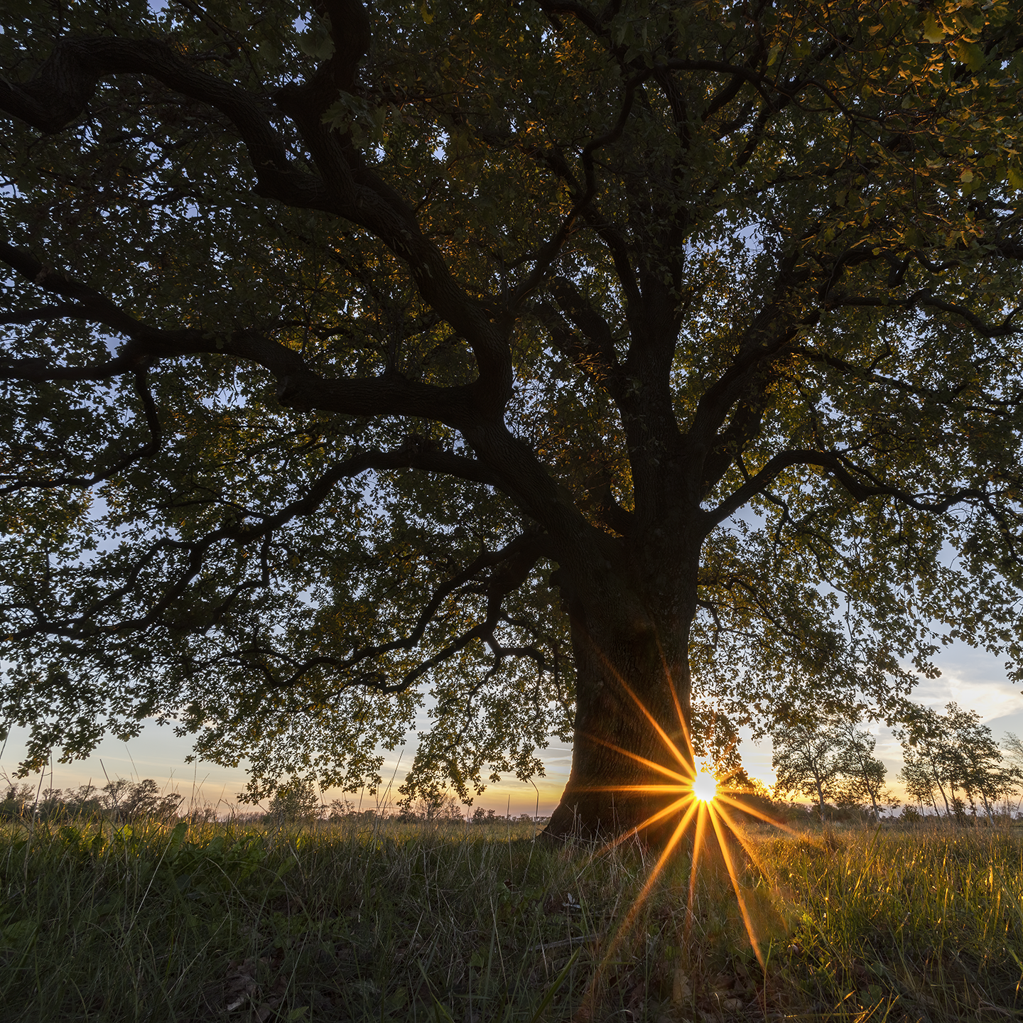 sunset tree