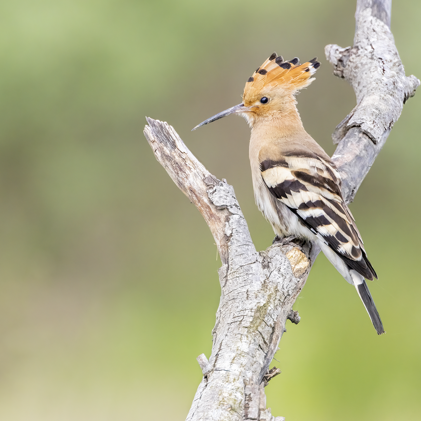 hoopoe