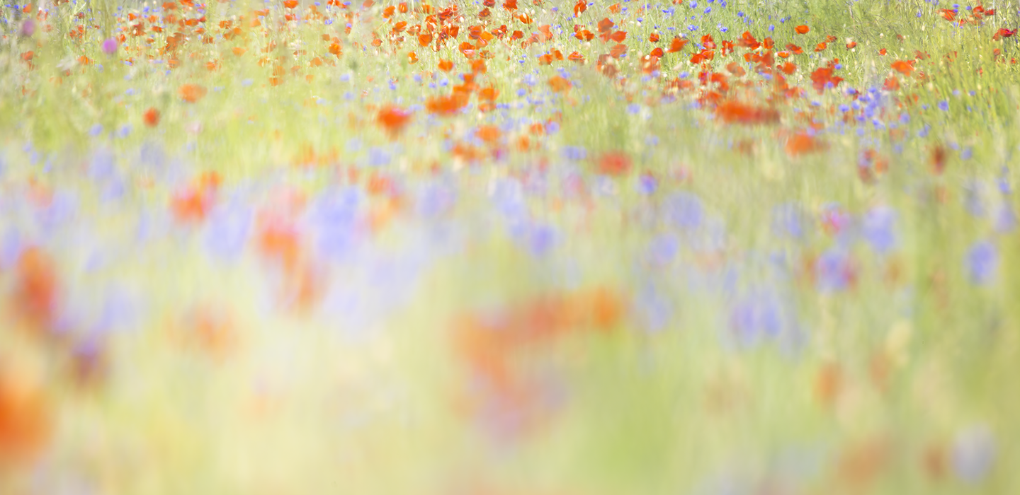 Flower field